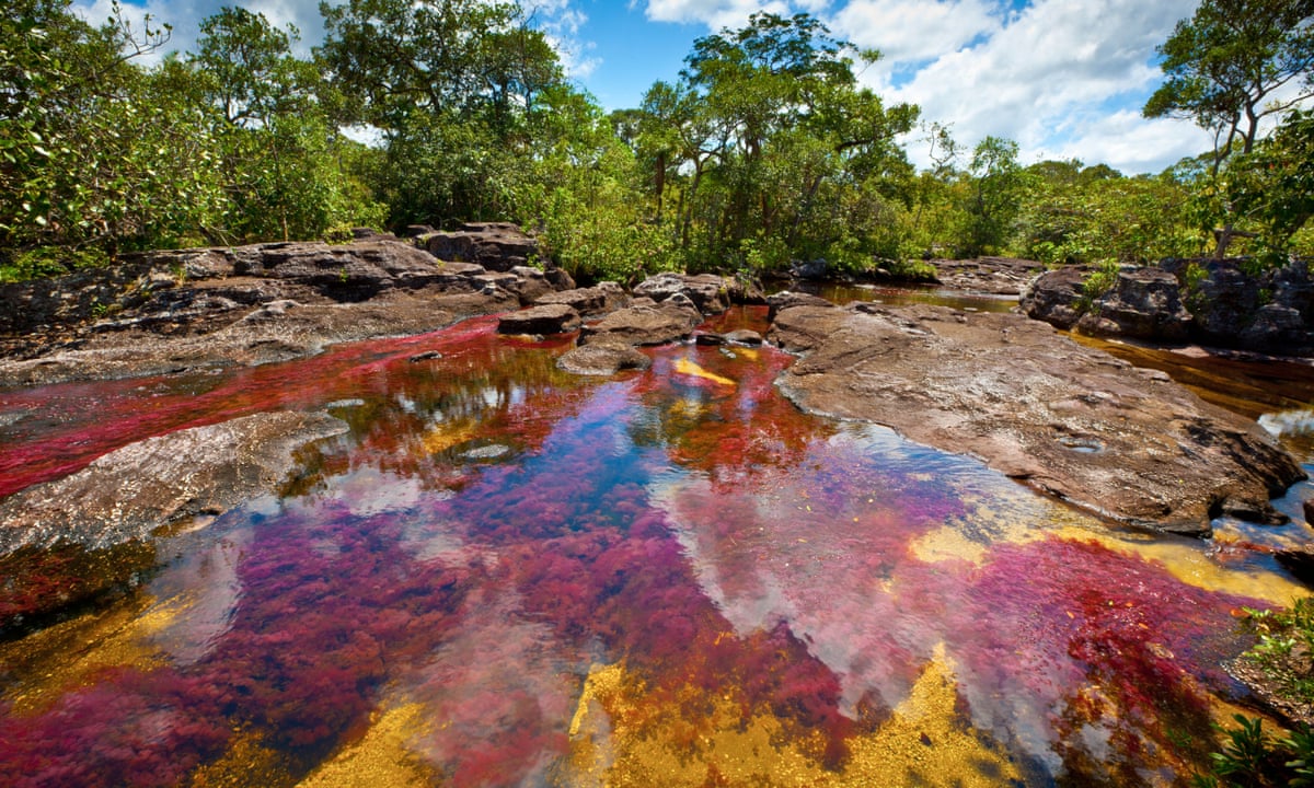 Caño Cristales - Río de colores con plantas acuáticas