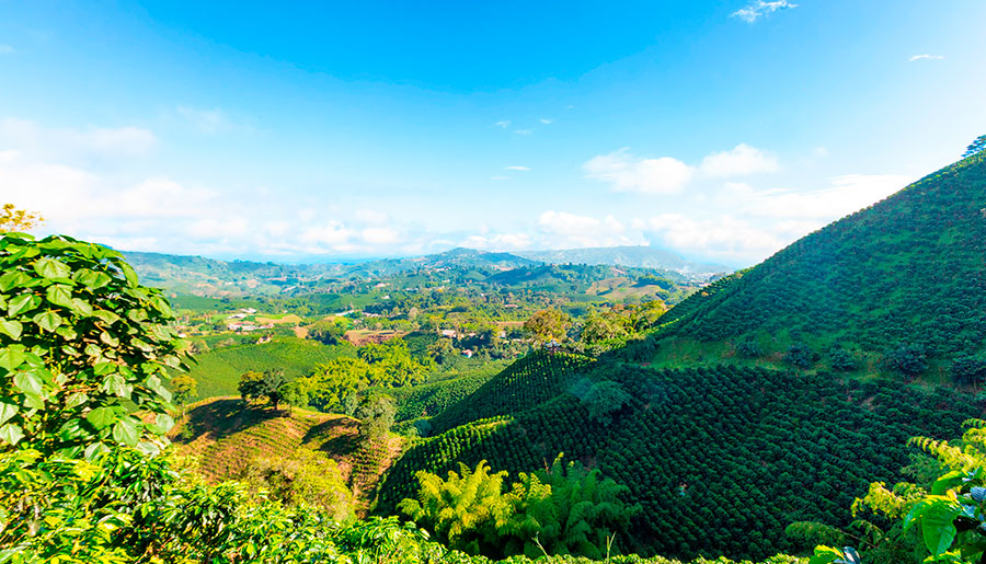Paisaje cafetero colombiano con montañas
